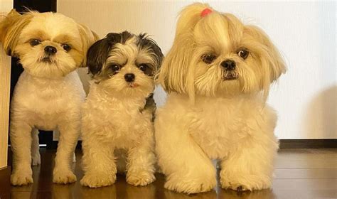 shih tzu dog life expectancy.